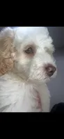 Bolt  (caramel Parti, a male Australian Labradoodle for sale in Lexington-Fayette, KY – 3 of 3