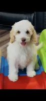 Bolt  (caramel Parti, a male Australian Labradoodle for sale in Lexington-Fayette, KY – 2 of 3