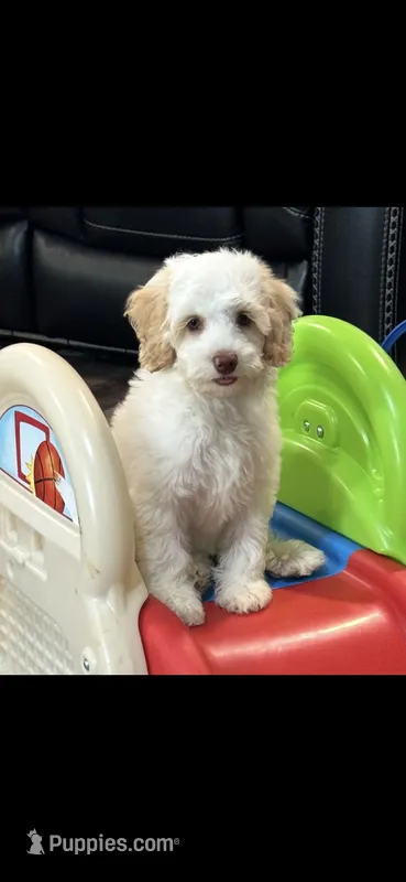 Bolt  (caramel Parti – Australian Labradoodle puppy for sale in Lexington-Fayette, KY