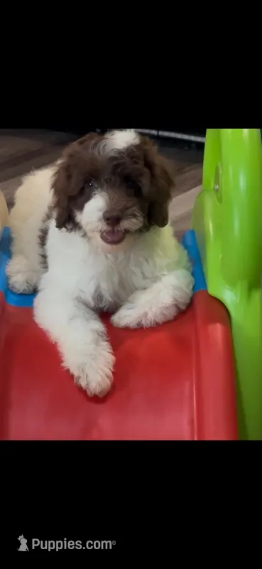 Rivet (chocolate parti)  – Australian Labradoodle puppy for sale in Lexington-Fayette, KY