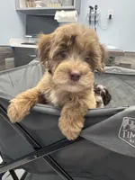 MINI multigen tri choc Merle girl *embark*, a female Labradoodle for sale in Lexington-Fayette, KY – Photo 4 of 6