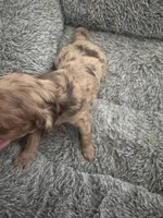 Callie tri color chocolate merle , a female Australian Labradoodle for sale in Lexington-Fayette, KY – Photo 4 of 6