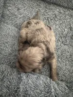 Callie tri color chocolate merle , a female Australian Labradoodle for sale in Lexington-Fayette, KY – Photo 6 of 6