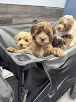 MINI multigen tri choc Merle girl *embark*, a female Labradoodle for sale in Lexington-Fayette, KY – Photo 3 of 6