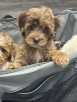 MINI multigen tri choc Merle girl *embark*, a female Labradoodle for sale in Lexington-Fayette, KY – Photo 2 of 6