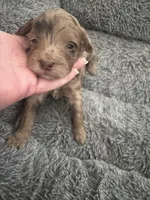 Callie tri color chocolate merle , a female Australian Labradoodle for sale in Lexington-Fayette, KY – Photo 3 of 6