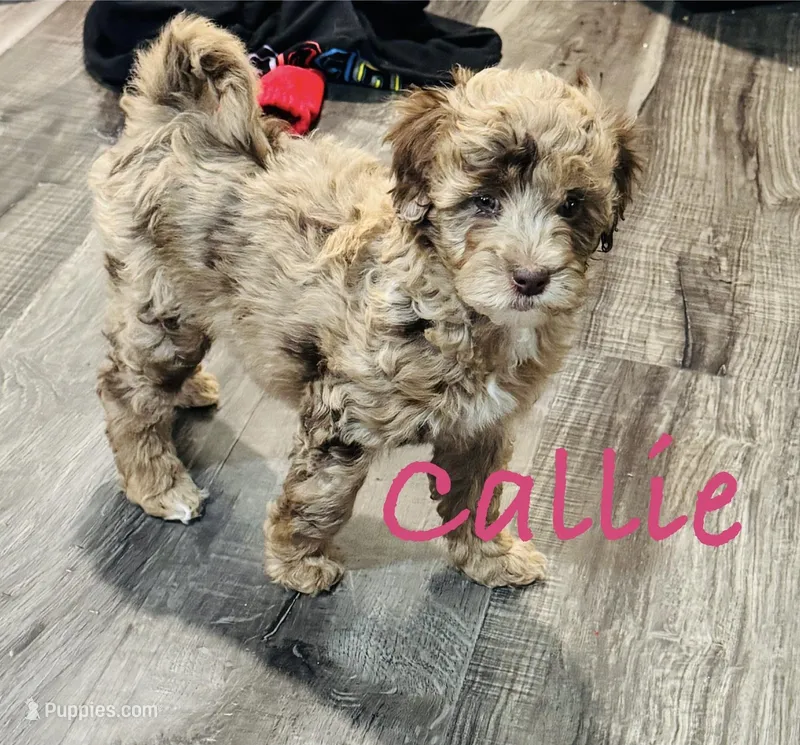 MINI multigen tri choc Merle girl *embark* – Labradoodle puppy for sale in Lexington-Fayette, KY