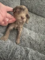 Callie tri color chocolate merle , a female Australian Labradoodle for sale in Lexington-Fayette, KY – Photo 5 of 6