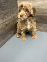 MINI multigen tri choc Merle girl *embark*, a female Labradoodle for sale in Lexington-Fayette, KY – Photo 5 of 6