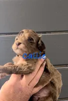 Callie tri color chocolate merle , a female Australian Labradoodle for sale in Lexington-Fayette, KY – Photo 2 of 6