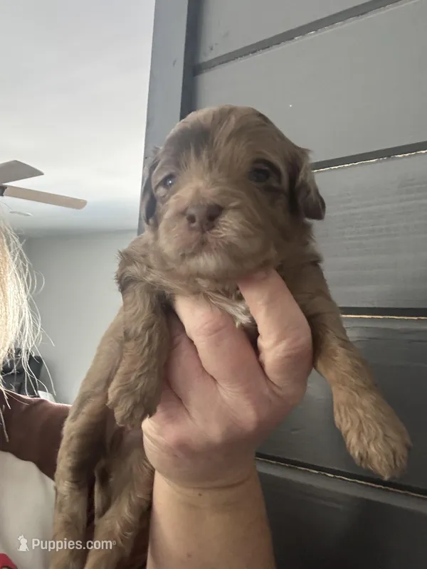 Callie tri color chocolate merle 