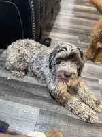 ChocolateMerle female breeder, a female Labradoodle for sale in Lexington-Fayette, KY – Photo 5 of 8