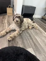 ChocolateMerle female breeder, a female Labradoodle for sale in Lexington-Fayette, KY – Photo 6 of 8