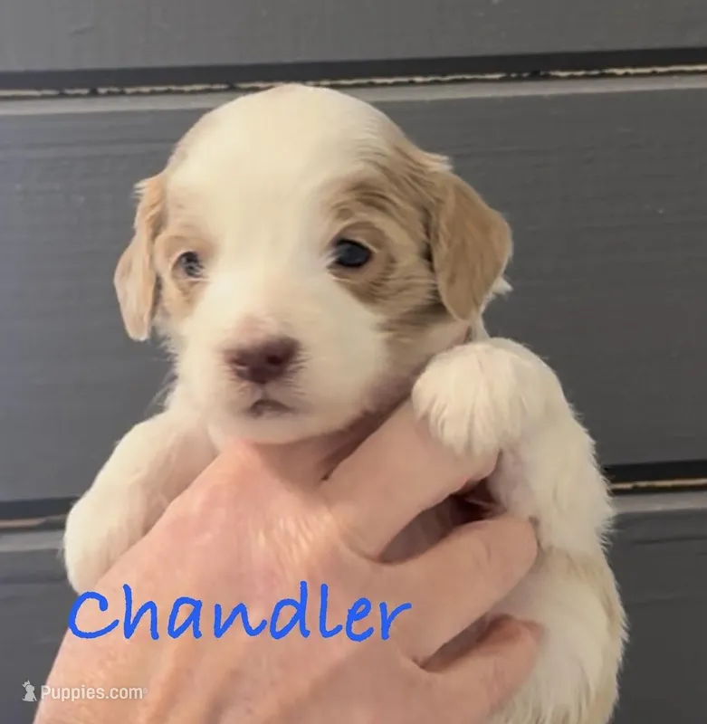 Caramel Parti so soft! 