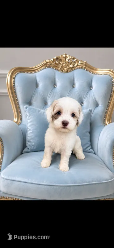 Ridge ( Parti Merle)  – Australian Labradoodle puppy for sale in Lexington-Fayette, KY