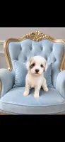 Ridge ( Parti Merle) , a male Australian Labradoodle for sale in Lexington-Fayette, KY – 1 of 1