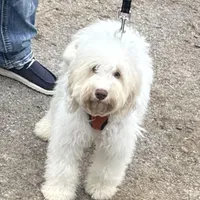 Wavy Caramel Extreme Parti *soft*, a male Australian Labradoodle for sale in Lexington-Fayette, KY – Photo 3 of 7