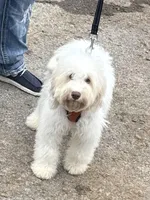 Wavy Caramel Extreme Parti *soft*, a male Australian Labradoodle for sale in Lexington-Fayette, KY – Photo 2 of 7