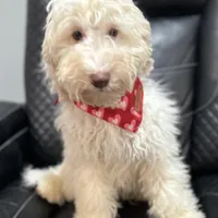 Wavy Caramel Extreme Parti *soft*, a male Australian Labradoodle for sale in Lexington-Fayette, KY – Photo 7 of 7