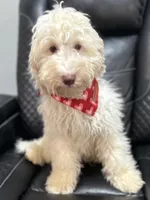 Wavy Caramel Extreme Parti *soft*, a male Australian Labradoodle for sale in Lexington-Fayette, KY – Photo 7 of 7