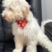 Wavy Caramel Extreme Parti *soft*, a male Australian Labradoodle for sale in Lexington-Fayette, KY – Photo 6 of 7