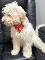 Wavy Caramel Extreme Parti *soft*, a male Australian Labradoodle for sale in Lexington-Fayette, KY – Photo 6 of 7