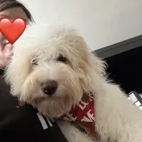 Wavy Caramel Extreme Parti *soft*, a male Australian Labradoodle for sale in Lexington-Fayette, KY – Photo 1 of 7