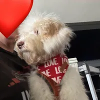 Wavy Caramel Extreme Parti *soft*, a male Australian Labradoodle for sale in Lexington-Fayette, KY – Photo 4 of 7