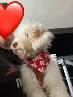 Wavy Caramel Extreme Parti *soft*, a male Australian Labradoodle for sale in Lexington-Fayette, KY – Photo 3 of 7