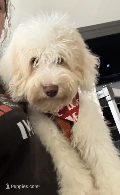 Wavy Caramel Extreme Parti *soft*