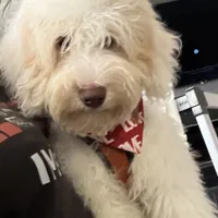 Wavy Caramel Extreme Parti *soft*, a male Australian Labradoodle for sale in Lexington-Fayette, KY – Photo 2 of 7