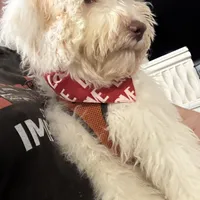 Wavy Caramel Extreme Parti *soft*, a male Australian Labradoodle for sale in Lexington-Fayette, KY – Photo 5 of 7