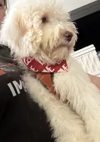 Wavy Caramel Extreme Parti *soft*, a male Australian Labradoodle for sale in Lexington-Fayette, KY – Photo 5 of 7