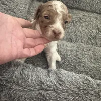 Parti Merle Tri color male , a male Australian Labradoodle for sale in Lexington-Fayette, KY – Photo 3 of 5