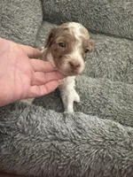 Parti Merle Tri color male , a male Australian Labradoodle for sale in Lexington-Fayette, KY – Photo 3 of 5