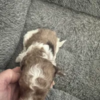 Parti Merle Tri color male , a male Australian Labradoodle for sale in Lexington-Fayette, KY – Photo 4 of 5