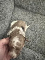 Parti Merle Tri color male , a male Australian Labradoodle for sale in Lexington-Fayette, KY – Photo 4 of 5