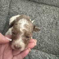 Parti Merle Tri color male , a male Australian Labradoodle for sale in Lexington-Fayette, KY – Photo 2 of 5