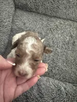 Parti Merle Tri color male , a male Australian Labradoodle for sale in Lexington-Fayette, KY – Photo 2 of 5