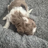 Parti Merle Tri color male , a male Australian Labradoodle for sale in Lexington-Fayette, KY – Photo 5 of 5