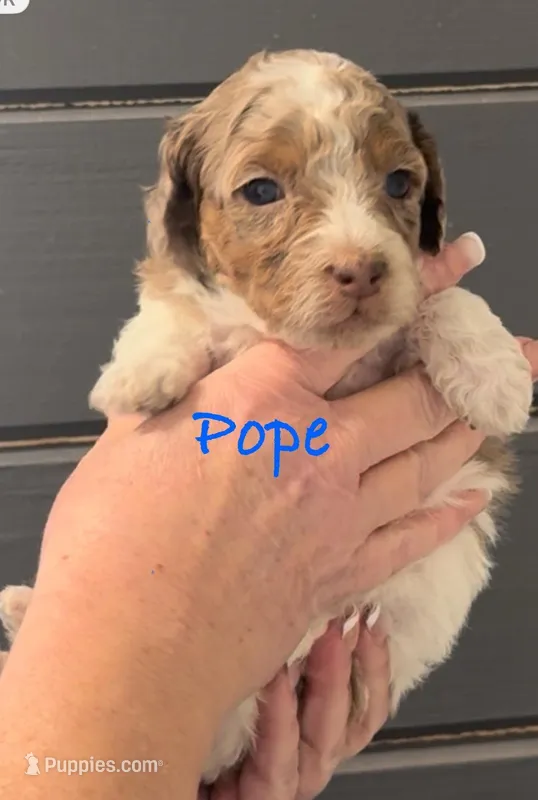 Parti Merle Tri color male 