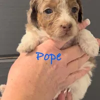 Parti Merle Tri color male , a male Australian Labradoodle for sale in Lexington-Fayette, KY – Photo 1 of 5