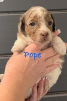 Parti Merle Tri color male , a male Australian Labradoodle for sale in Lexington-Fayette, KY – Photo 1 of 5