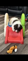 Rivet (chocolate parti) , a male Australian Labradoodle for sale in Lexington-Fayette, KY – 3 of 3