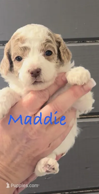 Maddie red parti possible roan 