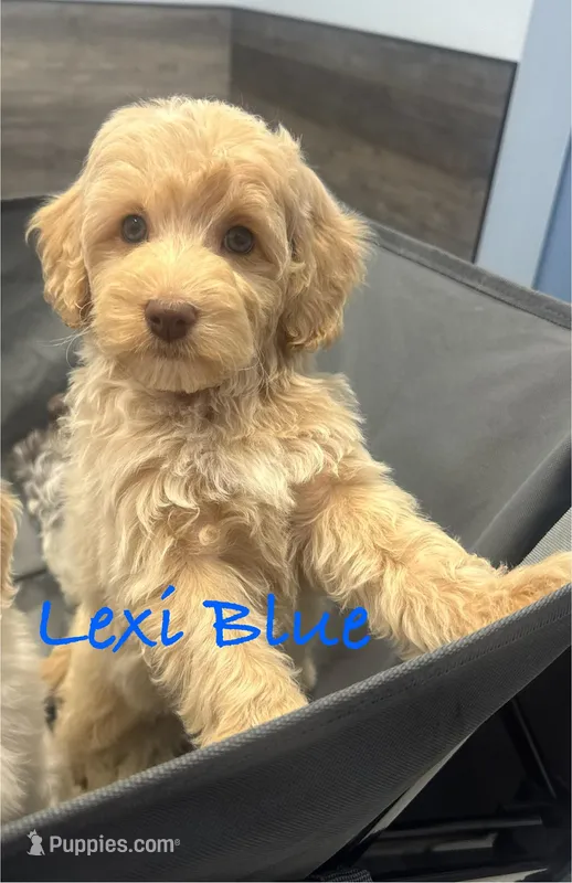 Lexi Blue MINI SWEET!!!  – Australian Labradoodle puppy for sale in Lexington-Fayette, KY