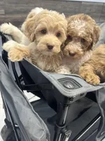 Lexi Blue MINI SWEET!!! , a female Australian Labradoodle for sale in Lexington-Fayette, KY – Photo 4 of 7