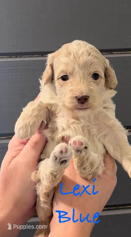 Lexi Blue light red possible roan 