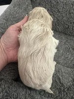 Lexi Blue light red possible roan , a female Australian Labradoodle for sale in Lexington-Fayette, KY – Photo 3 of 3