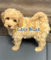 Lexi Blue MINI SWEET!!! , a female Australian Labradoodle for sale in Lexington-Fayette, KY – Photo 2 of 7